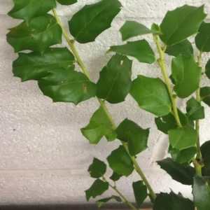 China Girl Holly Live Plant - 6-12 Inches Tall, 1 Quart Pot - Outdoor Shrub - Image 6