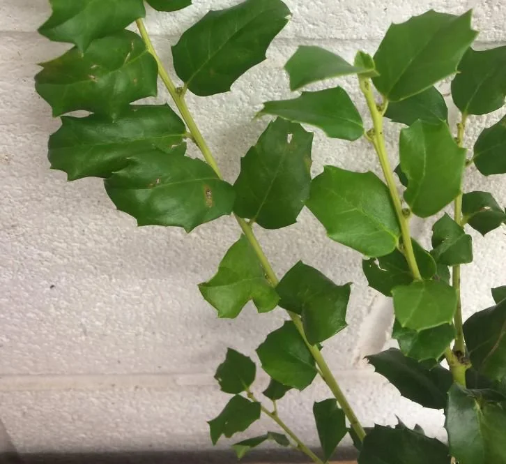 China Girl Holly Live Plant - 6-12 Inches Tall, 1 Quart Pot - Outdoor Shrub - Image 6