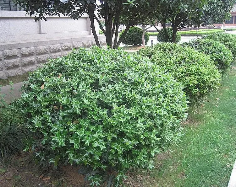 China Girl Holly Live Plant - 6-12 Inches Tall, 1 Quart Pot - Outdoor Shrub - Image 1