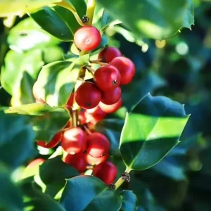 China Girl Holly Live Plant – 6-12" Tall Seedling – Quart Pot – Outdoor Shrub - Image 1