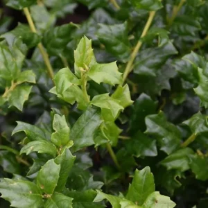 China Girl Holly Live Plant – 6-12