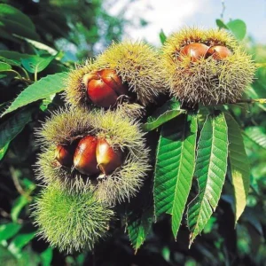 Chinese Chestnut Live Plant - Blight-Resistant Nut Tree, Quart Pot, Outdoor - Image 1