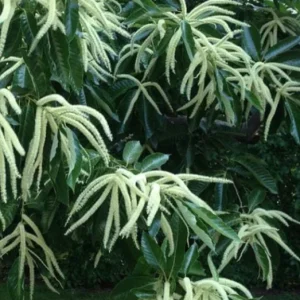 Chinese Chestnut Live Plant – Nut Producing Tree – Quart Pot - Image 10