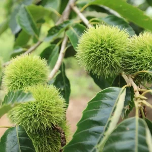 Chinese Chestnut Live Plant – Nut Producing Tree – Quart Pot - Image 3