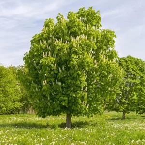 Chinese Chestnut Live Plant – Nut Producing Tree – Quart Pot - Image 5