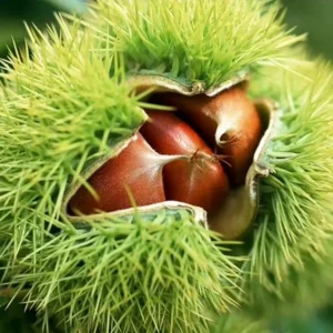 Chinese Chestnut Live Plant – Nut Producing Tree – Quart Pot - Image 6