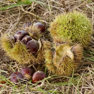 Chinese Chestnut Live Plant – Nut Producing Tree – Quart Pot - Image 7