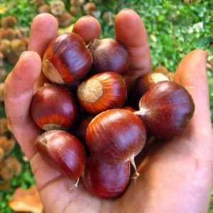 Chinese Chestnut Live Plant – Nut Producing Tree – Quart Pot - Image 8