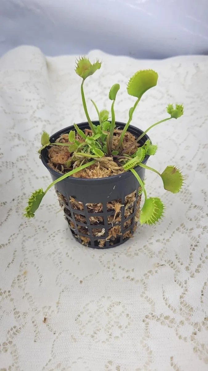 Chinese Dumpling Venus Flytrap Live Carnivorous Plant - Adult Size, 3 inch pot - Indoor/Outdoor - Image 1