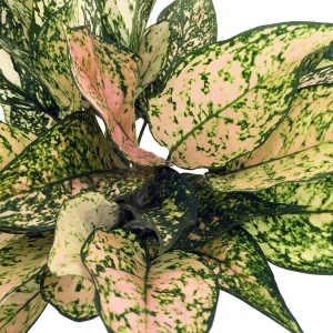 Chinese Evergreen Aglaonema Live Plant - 6 inch Pot - Grows in Dim Light - Indoor - Image 1