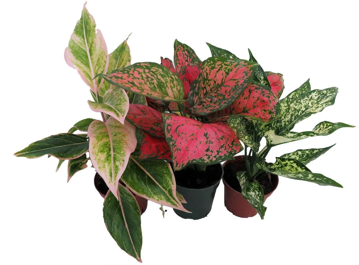 Chinese Evergreen Assortment Live Plants - 3 Plants in 4 inch Pots - Indoor Tropical Foliage - Image 2
