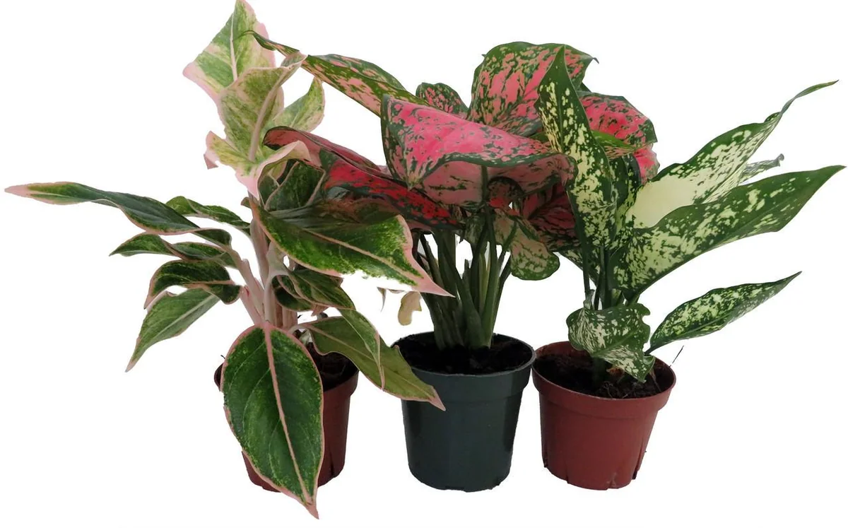 Chinese Evergreen Assortment Live Plants - 3 Plants in 4 inch Pots - Indoor Tropical Foliage - Image 1
