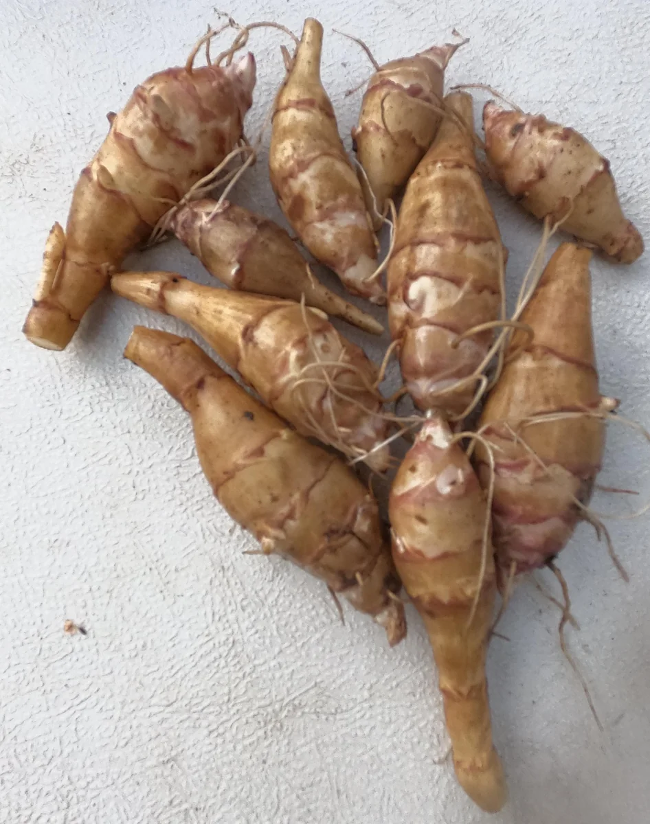 Chinese Long Sunchoke Tubers - Jerusalem Artichoke for Planting or Eating - Image 1
