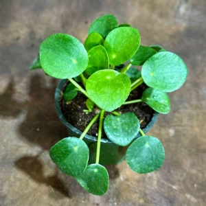 Chinese Money Plant Live Plant - Pilea Peperomioides - 4" Nursery Pot - Indoor Houseplant - Image 2