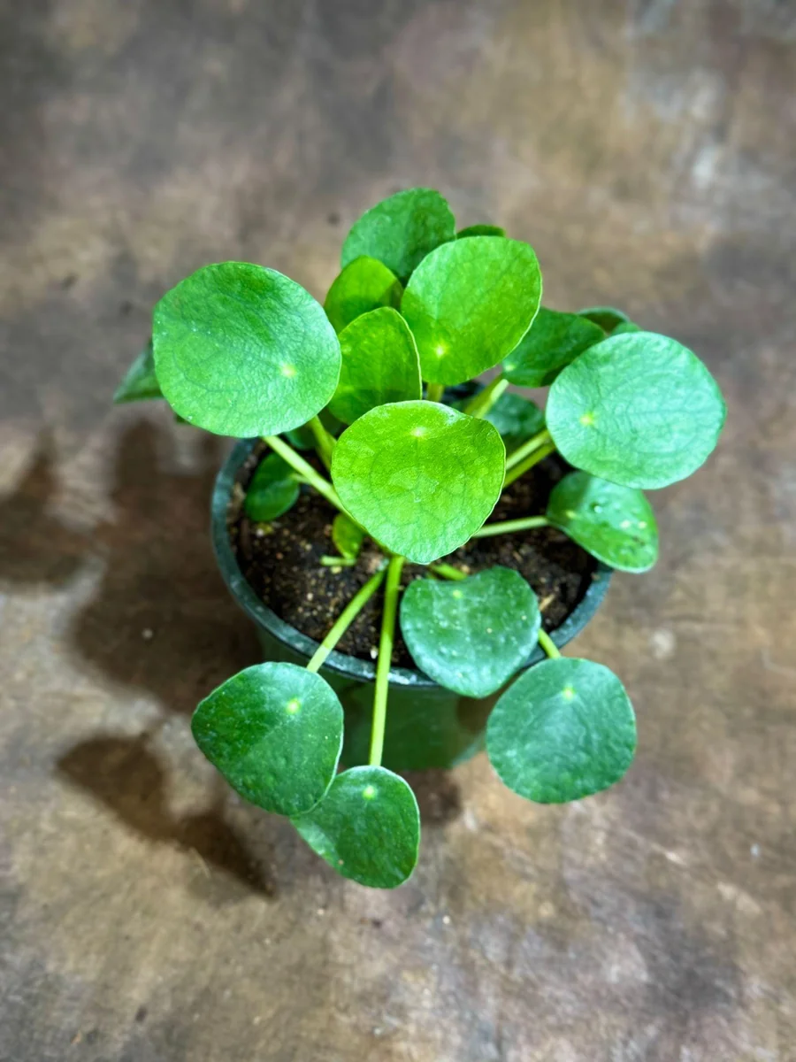 Chinese Money Plant Live Plant - Pilea Peperomioides - 4" Nursery Pot - Indoor Houseplant - Image 2