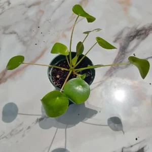 Chinese Money Plant Live Plant, Pilea Peperomioides, 5" Tall, Easy Care Indoor Houseplant - Image 2