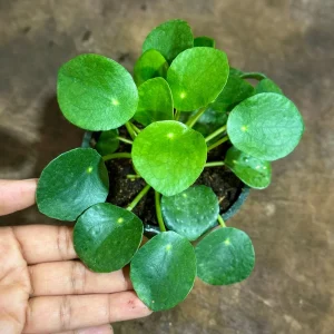 Chinese Money Plant Live Plant - Pilea Peperomioides - 4