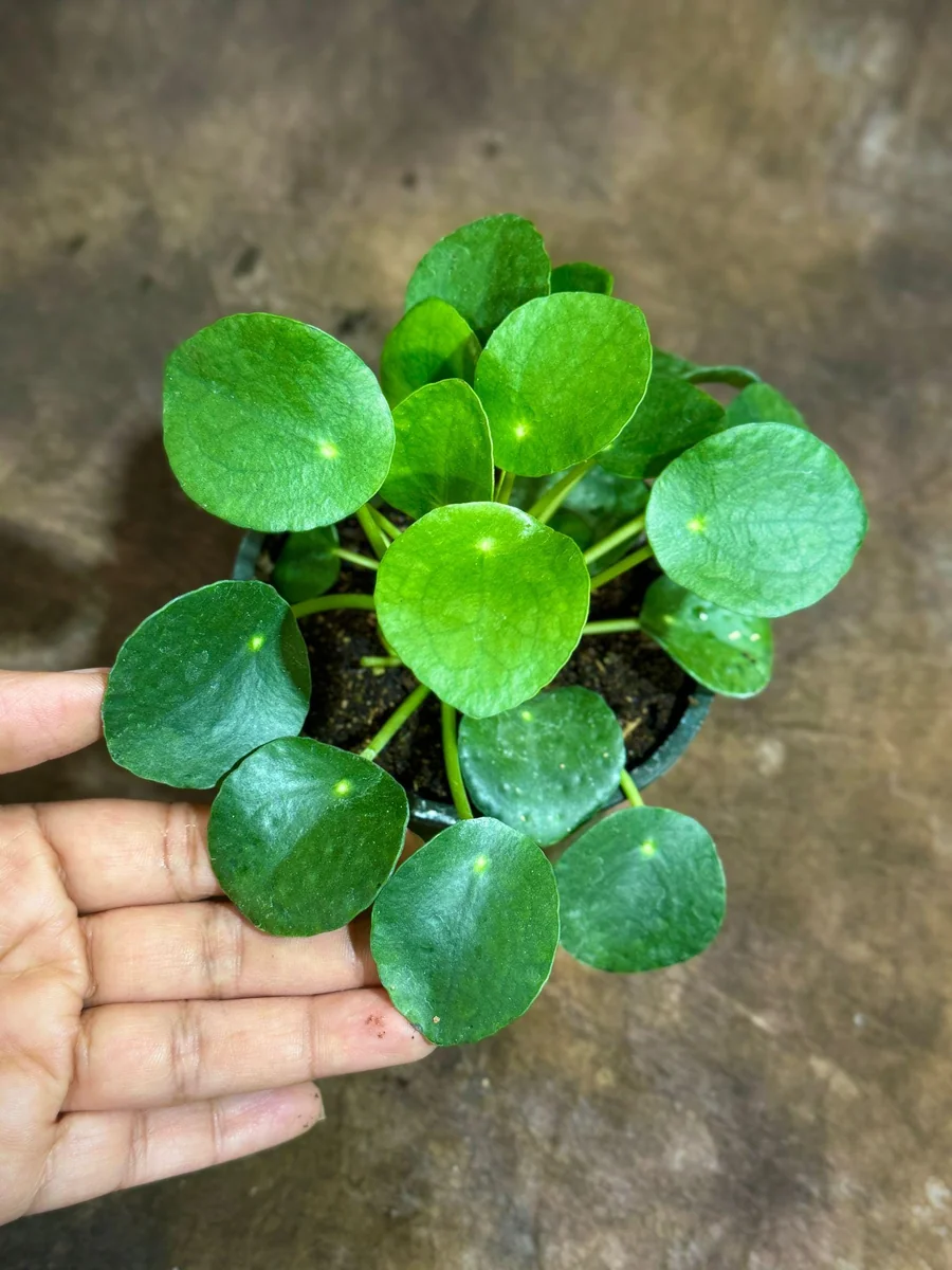 Chinese Money Plant Live Plant - Pilea Peperomioides - 4" Nursery Pot - Indoor Houseplant - Image 3