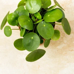 Chinese Money Plant Live Plant - Pilea peperomioides - 2.5" Pot - Indoor - Image 3
