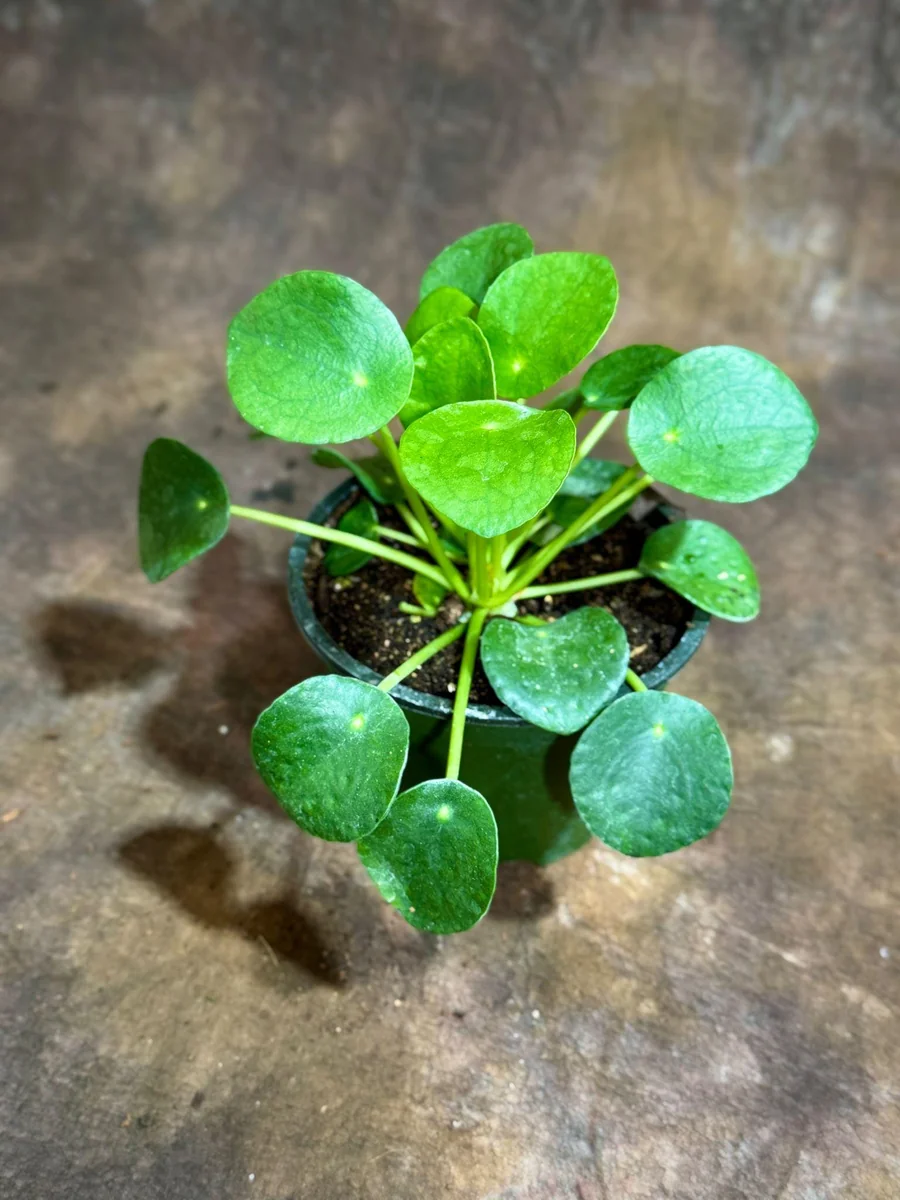 Chinese Money Plant Live Plant - Pilea Peperomioides - 4" Nursery Pot - Indoor Houseplant - Image 4