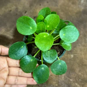 Chinese Money Plant Live Plant - Pilea Peperomioides - 4" Nursery Pot - Indoor Houseplant - Image 1