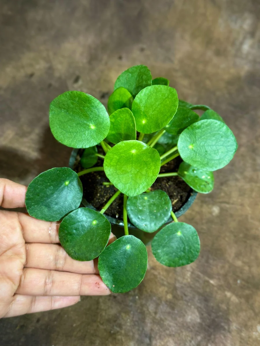 Chinese Money Plant Live Plant - Pilea Peperomioides - 4" Nursery Pot - Indoor Houseplant - Image 1