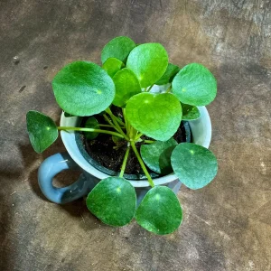 Chinese Money Plant Live Plant - Pilea Peperomioides - 4