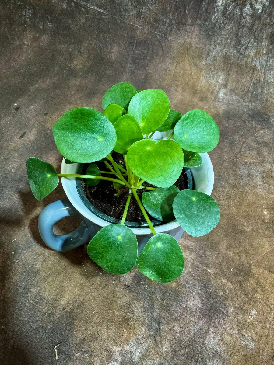 Chinese Money Plant Live Plant - Pilea Peperomioides - 4" Nursery Pot - Indoor Houseplant - Image 6