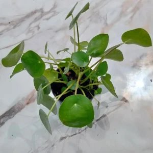 Chinese Money Plant (Pilea) 7" Height - Image 2