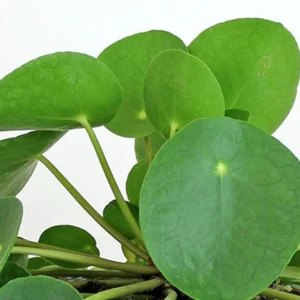 Chinese Money Plant (Pilea) 7" Height - Image 1