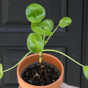 Chinese Money Plant - Pilea Peperomioides Live Plant - 3 inch Nursery Pot - Indoor Houseplant - Image 3