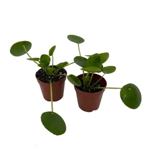 Chinese Money Plant (Pilea Peperomioides) Live Plants – 2 Pack, 2 inch Pots, Indoor - Image 1