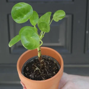 Chinese Money Plant - Pilea Peperomioides Live Plant - 3 inch Nursery Pot - Indoor Houseplant - Image 5