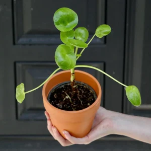 Chinese Money Plant - Pilea Peperomioides Live Plant - 3 inch Nursery Pot - Indoor Houseplant - Image 7