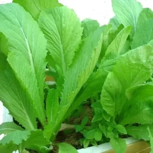 Chinese Mustard Green Seeds - Gai Choy Vegetable Seeds - 2000 Count - Annual - Image 1