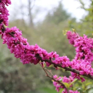 Chinese Redbud Tree Seeds (Cercis chinensis) - 50 Seed Pack - Outdoor - Flowering - Image 3