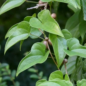 Chinese Yam Live Plants - Shan Yao Dioscorea Opposita - 3-Pack - Climbing Vine - Image 2