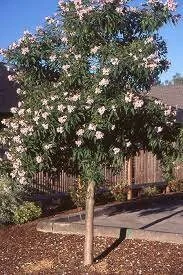 Chitalpa 'Pink Dawn' Live Plant – 2-3ft Tall – 3 Gallon Pot – Outdoor Tree - Image 2