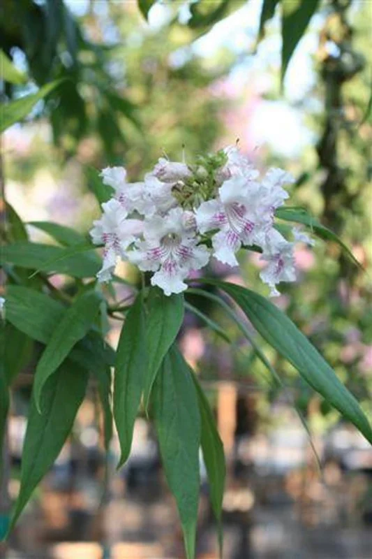 Chitalpa Tashkentensis 'Morning Cloud' Live Tree, 3ft Tall, 3 Gallon Pot, Outdoor - Image 2