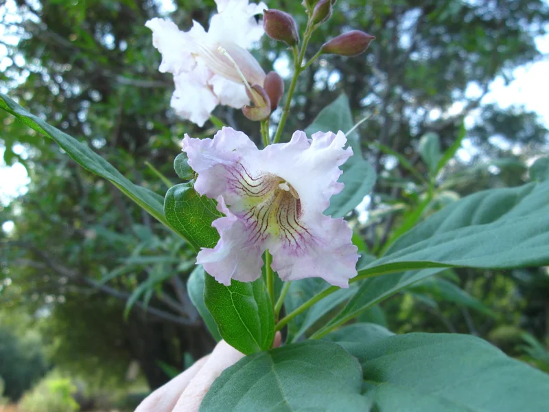 Chitalpa Tashkentensis 'Morning Cloud' Live Tree, 3ft Tall, 3 Gallon Pot, Outdoor - Image 1
