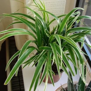 Chlorophytum bichettii Live Plant – Spiderless Spider Plant – 2.5 inch Pot – Indoor - Image 2