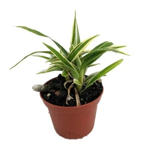 Chlorophytum bichettii Live Plant – Spiderless Spider Plant – 2.5 inch Pot – Indoor - Image 1