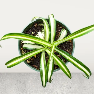 Chlorophytum Comosum 'Spider Plant' Live Houseplant - Easy Care Indoor Plant - Image 5