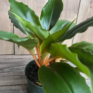 Chlorophytum 'Mandarin Orange' Live Plant – 6 inch Potted Houseplant - Image 2