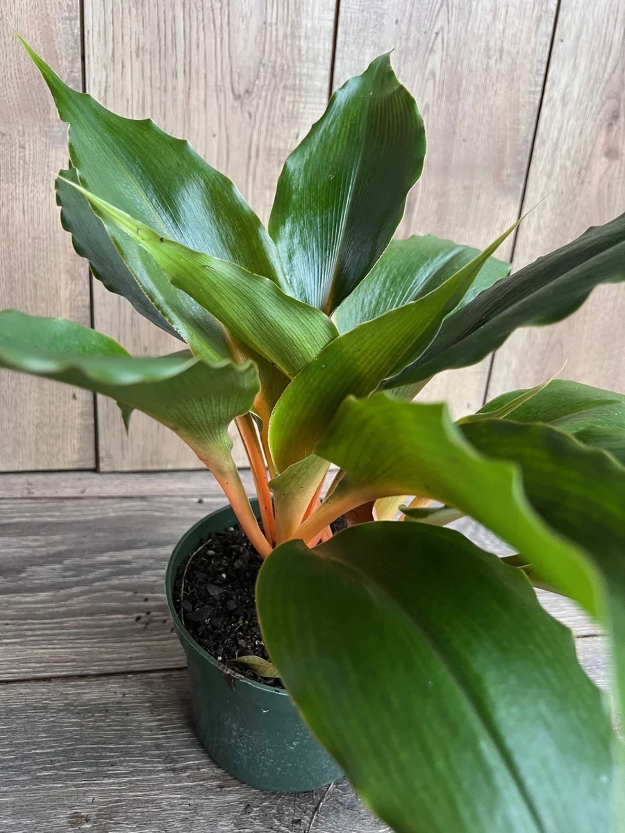 Chlorophytum 'Mandarin Orange' Live Plant – 6 inch Potted Houseplant - Image 2