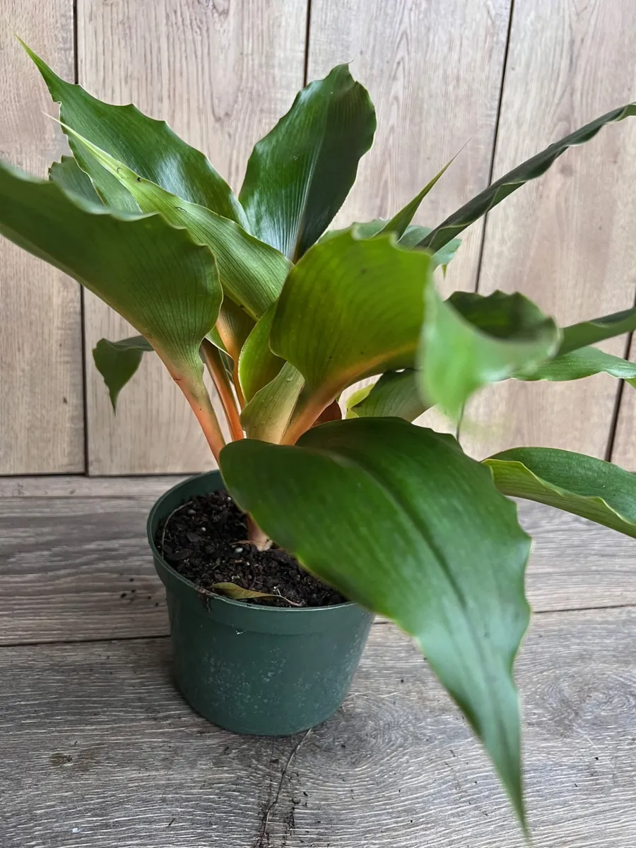 Chlorophytum 'Mandarin Orange' Live Plant – 6 inch Potted Houseplant - Image 3