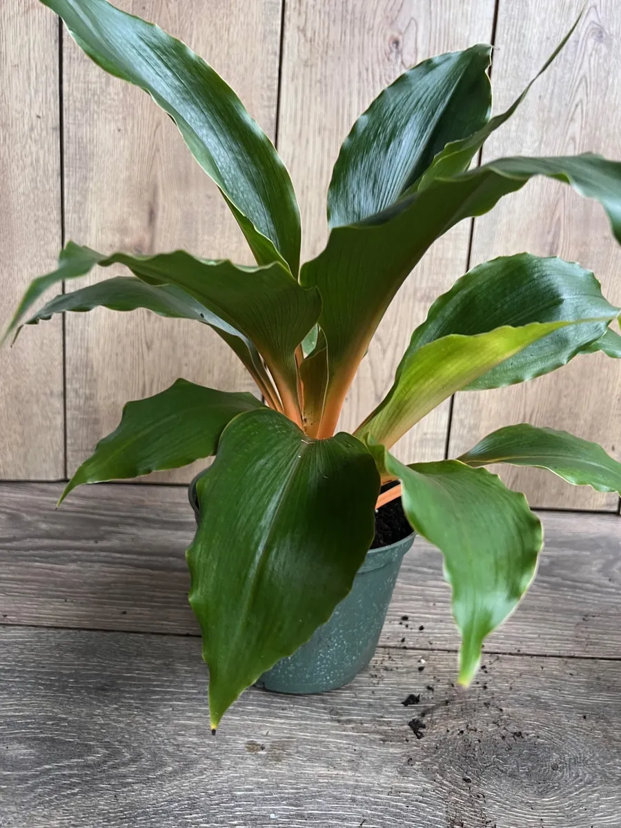 Chlorophytum 'Mandarin Orange' Live Plant – 6 inch Potted Houseplant - Image 4