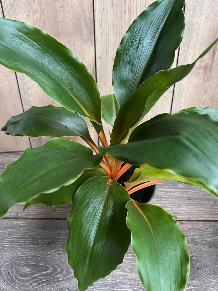 Chlorophytum 'Mandarin Orange' Live Plant – 6 inch Potted Houseplant - Image 6