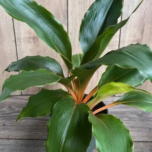 Chlorophytum 'Mandarin Orange' Live Plant – 6 inch Potted Houseplant - Image 7