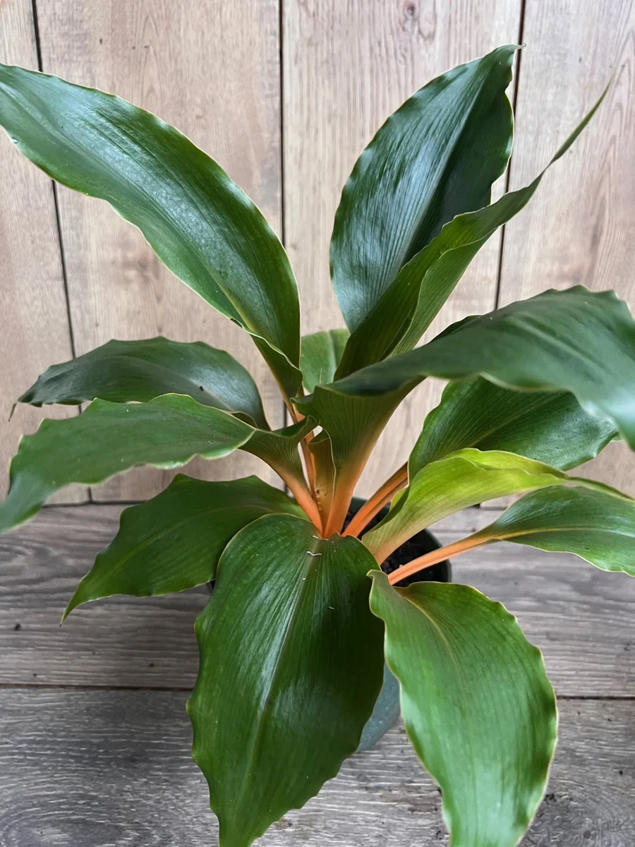 Chlorophytum 'Mandarin Orange' Live Plant – 6 inch Potted Houseplant - Image 7